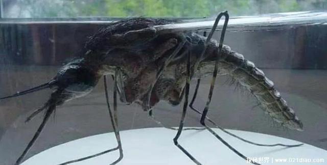 世界最大蚊子（帶你看世界最大的蚊子）1