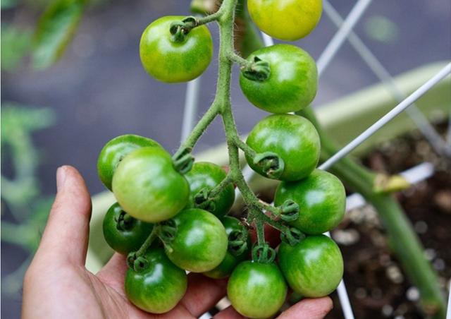 盆栽小番茄的種植方法（家庭盆栽蔬菜選番茄）9