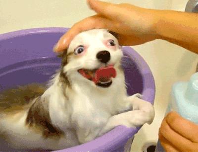 給狗狗洗澡的5個小常識（狗狗洗澡注意事項）1