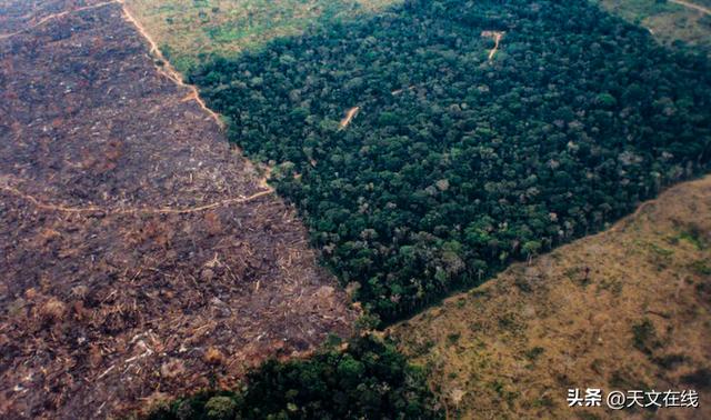 沒有樹會給人類帶來哪些災害（如果每年種植80億棵樹）4