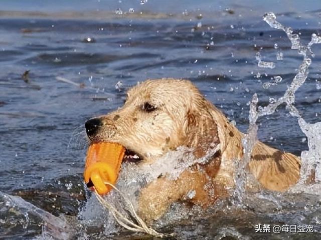 狗狗長期喝水有什麼危害（狗狗多喝水對身體有益）4