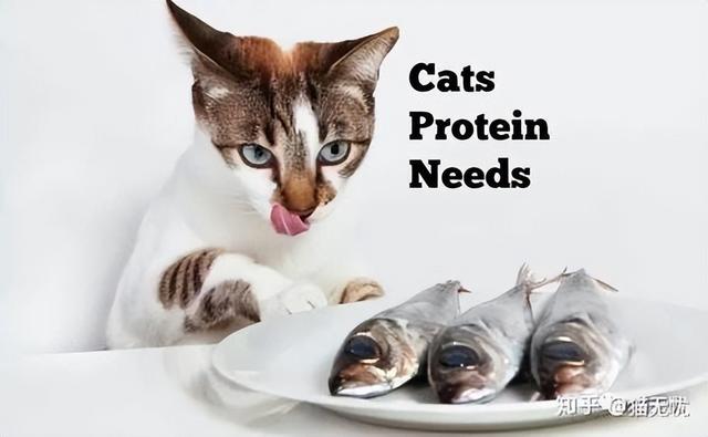 貓咪食物蛋白質（貓咪最主要的營養來源）1