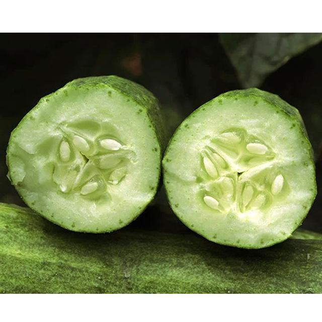 圓潤黃瓜品種簡介（新款強雌性的水果黃瓜好品種）3