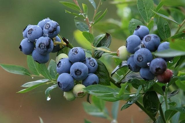 藍莓哪個品種适合北方好吃（藍莓好吃卻太貴）3