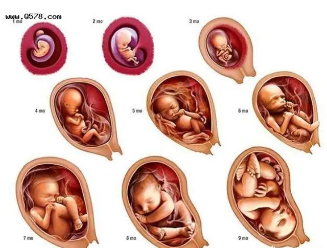産前b超怎麼看胎兒體重（B超測胎兒體重準确嗎）6