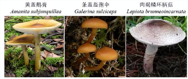 世界上的毒蘑菇到底有多少（世界上最毒的蘑菇是如何煉成的）2