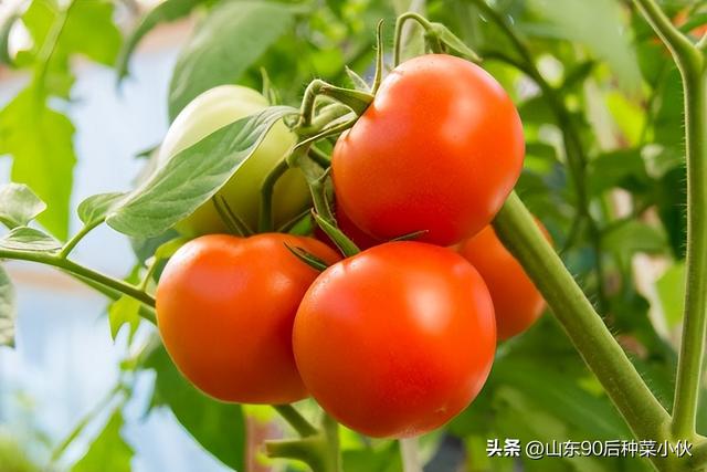 家庭版西紅柿怎麼種植（家庭菜園西紅柿怎麼種）1