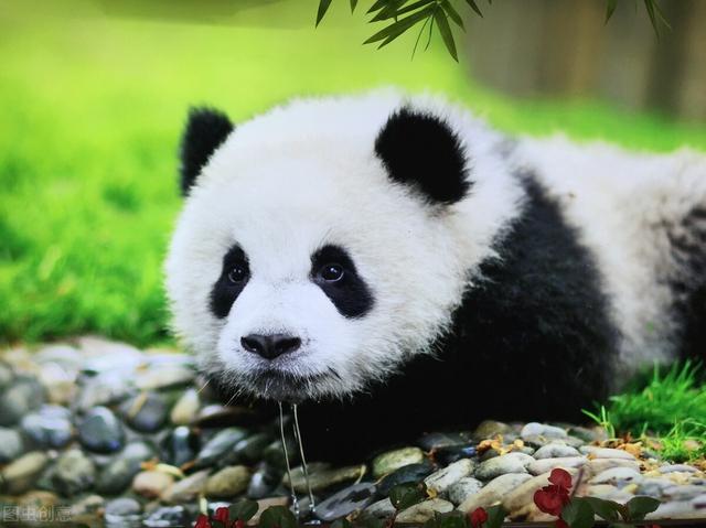 大熊貓平時除了吃竹子還會吃什麼（天天啃竹子的大熊貓）7