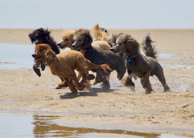 什麼常見的狗跑得最快（23種世界上跑的超快狗子）(10)