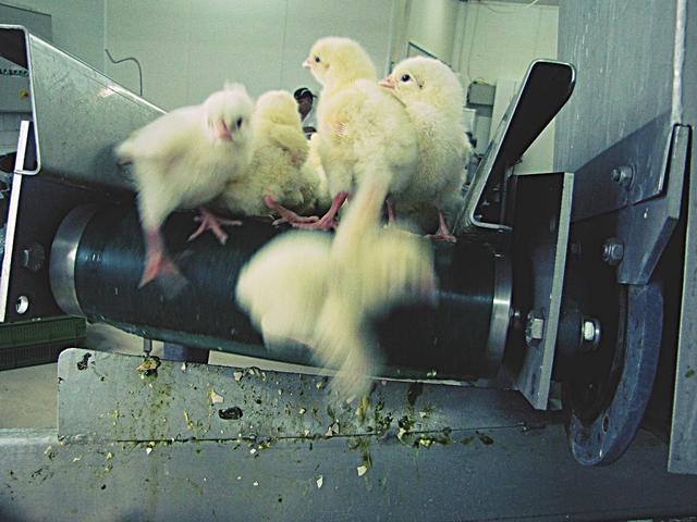 每年多少隻雞（全球每年有70億隻小雞被絞碎）7