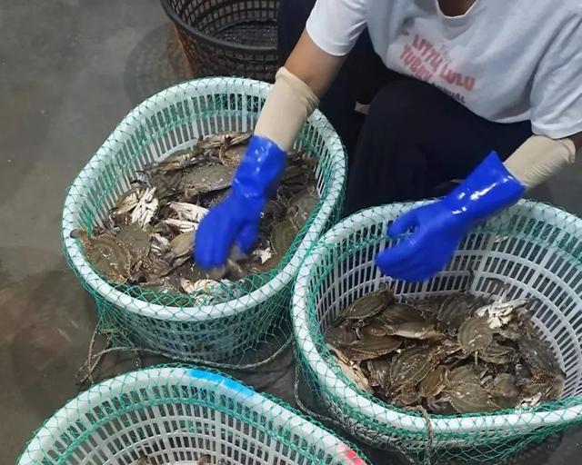 漁民抓六種梭子蟹（東海現捕野生梭子蟹）18