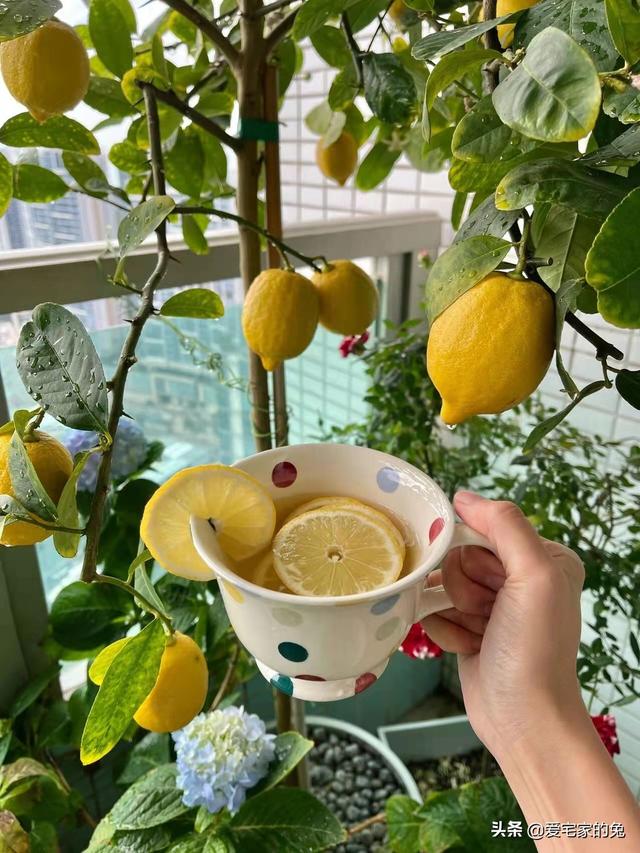 檸檬樹客廳大盆栽（用檸檬樹當軟裝也太絕了）2