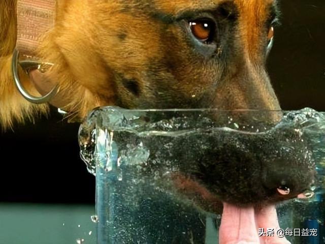 狗狗長期喝水有什麼危害（狗狗多喝水對身體有益）1