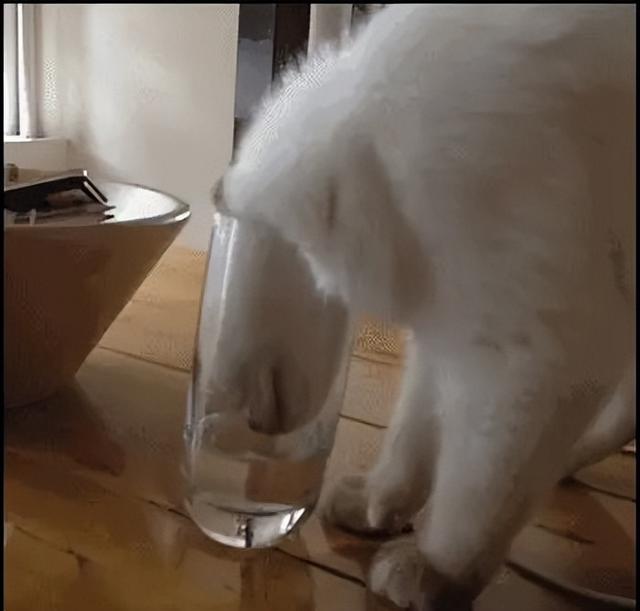小貓咪怎麼才能吃飯（如何增加小貓咪喝水呢）2