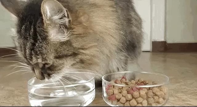 小貓咪怎麼才能吃飯（如何增加小貓咪喝水呢）6