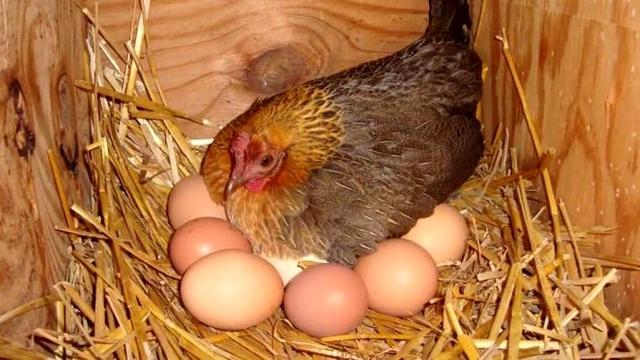 母雞天生就會孵化蛋嗎（為什麼感覺母雞不用受精）10