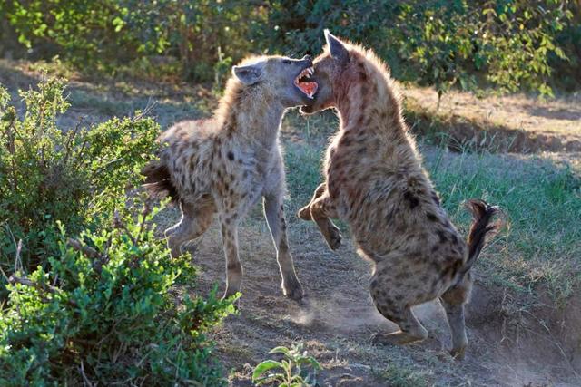 鬣狗群一般有幾隻雄性鬣狗（雌性為何長出雄性器官）7