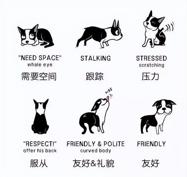 關于狗狗的六大常識（狗狗這7個動作代表了什麼）1