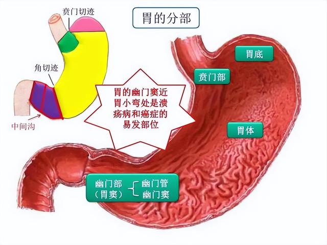 胃炎食療用什麼方法（可以緩解一般性胃炎的食療方法）1