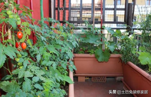庭院陽台的種植方法（用陽台1造菜園紅了番茄）13
