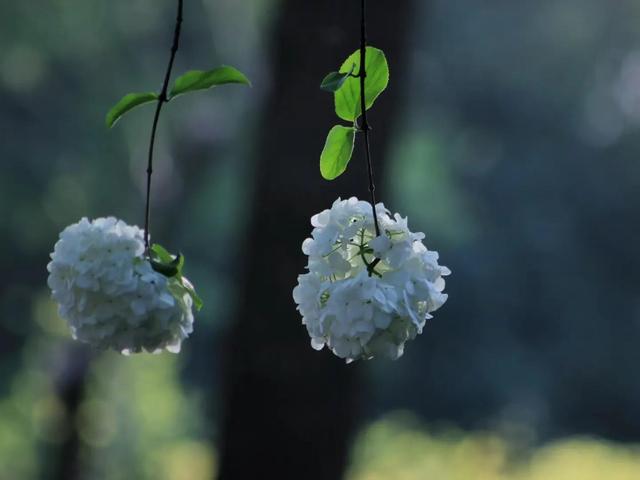 高大一些的花卉（花卉白色的花卉）6