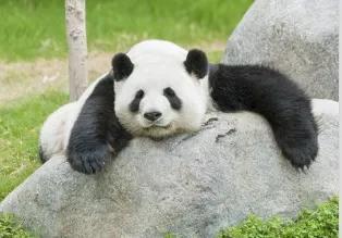大熊貓和小熊貓的不同點（小熊貓大熊貓傻傻分不清楚）4