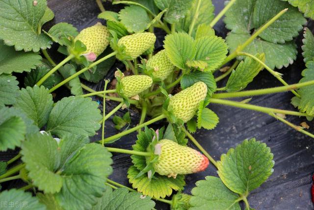 丹東一年産多少草莓（全國到處都在賣）6