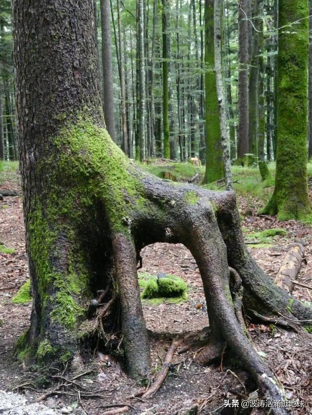 百年老樹都是有靈性的（40棵成精的奇葩樹）24