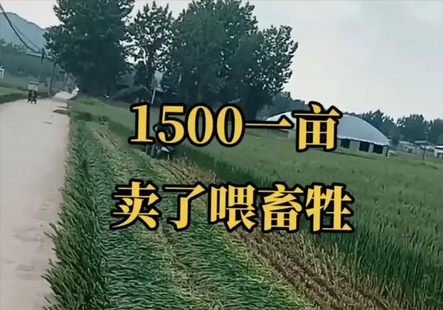 收小麥标準時間（被農民1500一畝賣了喂牛）1