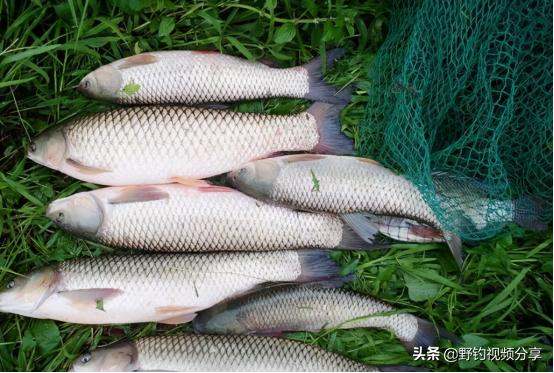 夏天釣草魚用什麼樣的玉米好用（夏季野釣玉米）1