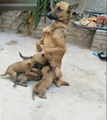 狗媽媽可以和狗寶寶分開嗎（為何狗狗會和狗媽媽發生）3