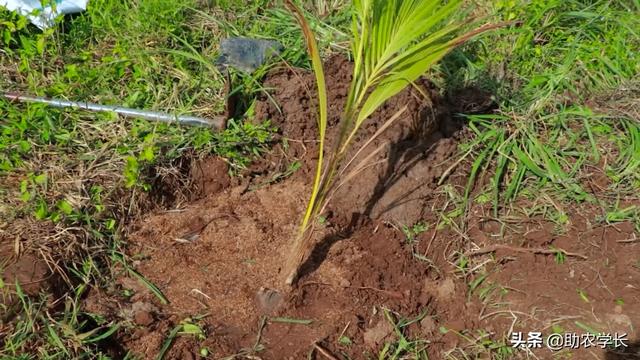 椰子樹種植條件（椰子樹是怎麼種植出來的）6