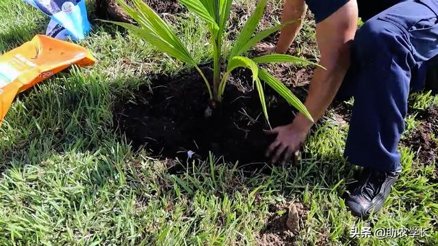 椰子樹種植條件（椰子樹是怎麼種植出來的）8