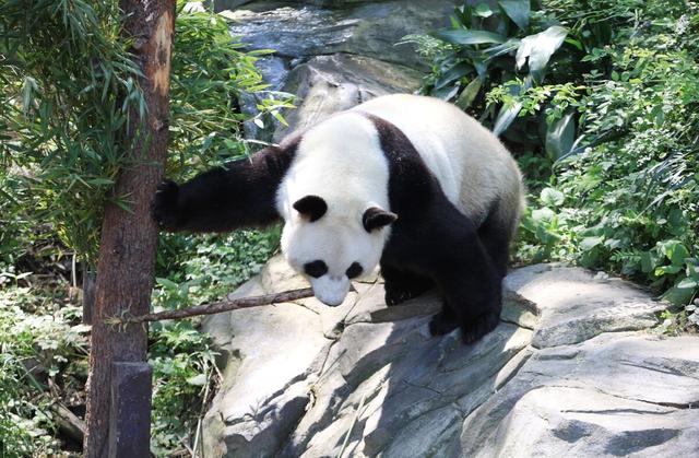 大熊貓平時除了吃竹子還會吃什麼（天天啃竹子的大熊貓）6