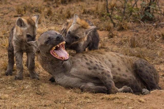 一隻斑鬣狗的自然繁衍能力（帶小夥子零件的小姑娘）19