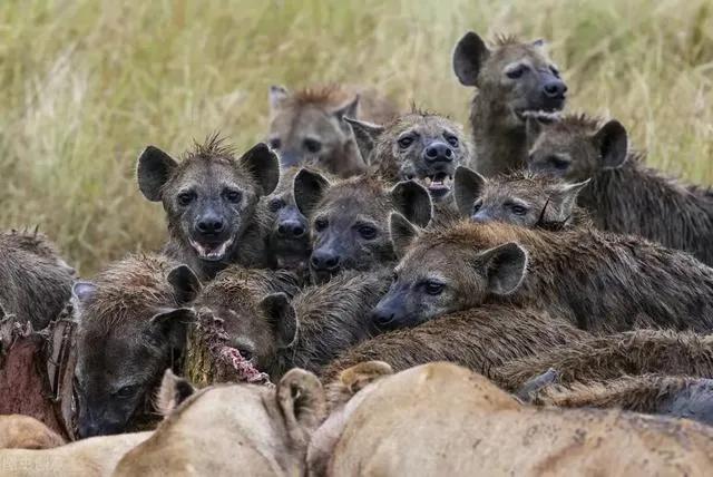 一隻斑鬣狗的自然繁衍能力（帶小夥子零件的小姑娘）6