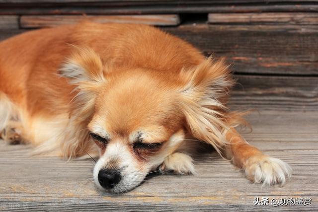 狗狗睡覺的時候一直抖怎麼回事（狗狗睡覺的時候一抖一抖的是什麼原因）5