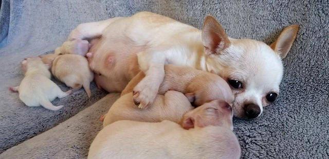 狗媽媽可以和狗寶寶分開嗎（為何狗狗會和狗媽媽發生）4