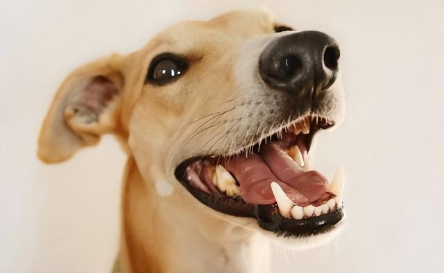 狗狗換牙一般都是哪個牙（狗狗換牙的幾個小常識）1