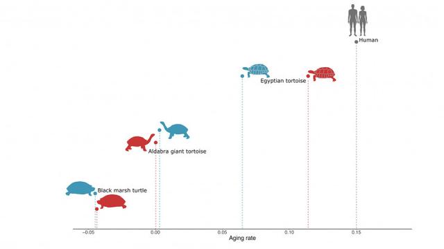 正常長壽龜能活多少年（了解龜長壽的原因）2