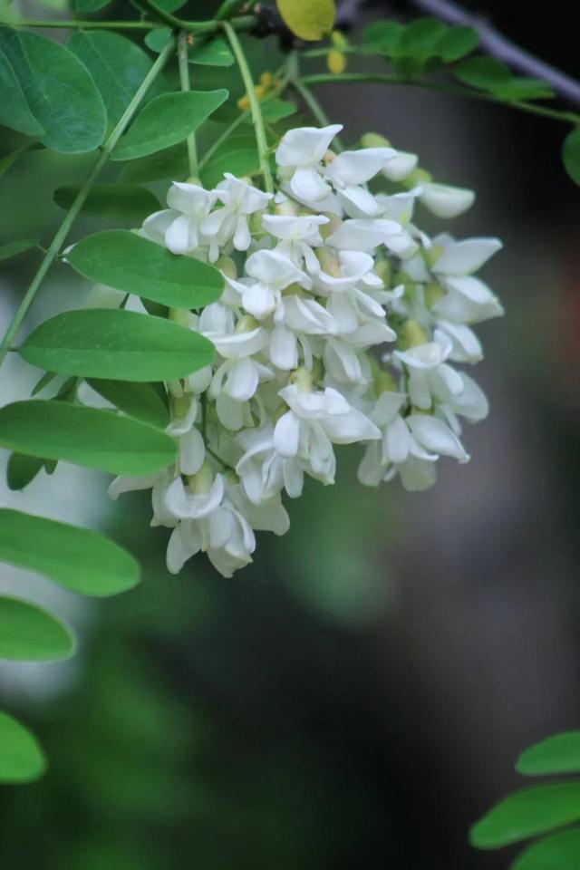 高大一些的花卉（花卉白色的花卉）10