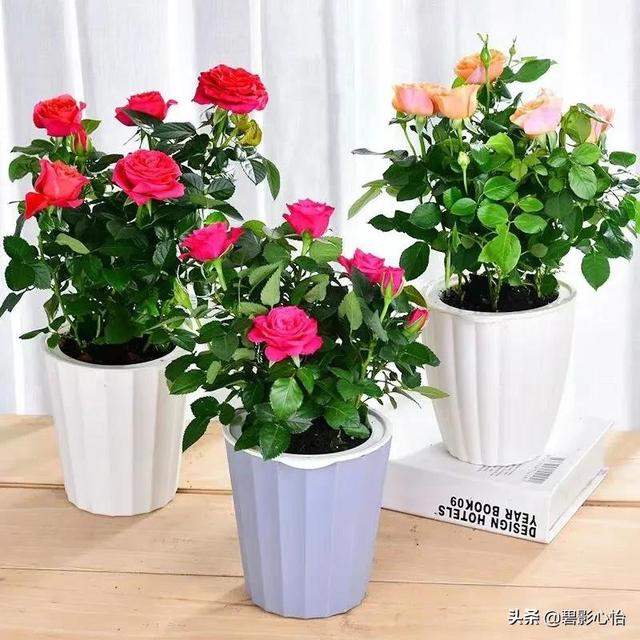 盆栽月季花的養殖方法和注意事項（盆栽玫瑰花和月季花怎麼養）5