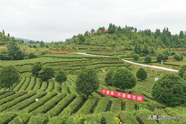 貴州綠茶排名前十名（貴州十強農産品區域公用品牌）(4)