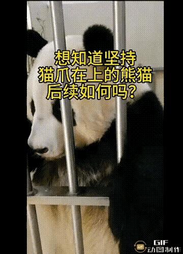大熊貓詳解（每天認識一隻大熊貓）(14)