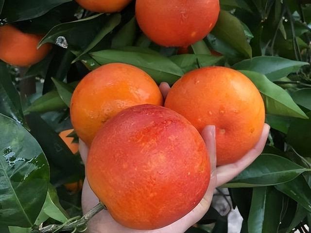 最甜的血橙品種（盤點血橙的5大品種）2
