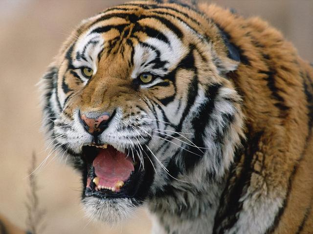 老虎的特征及習性（老虎的繁殖與交配）5