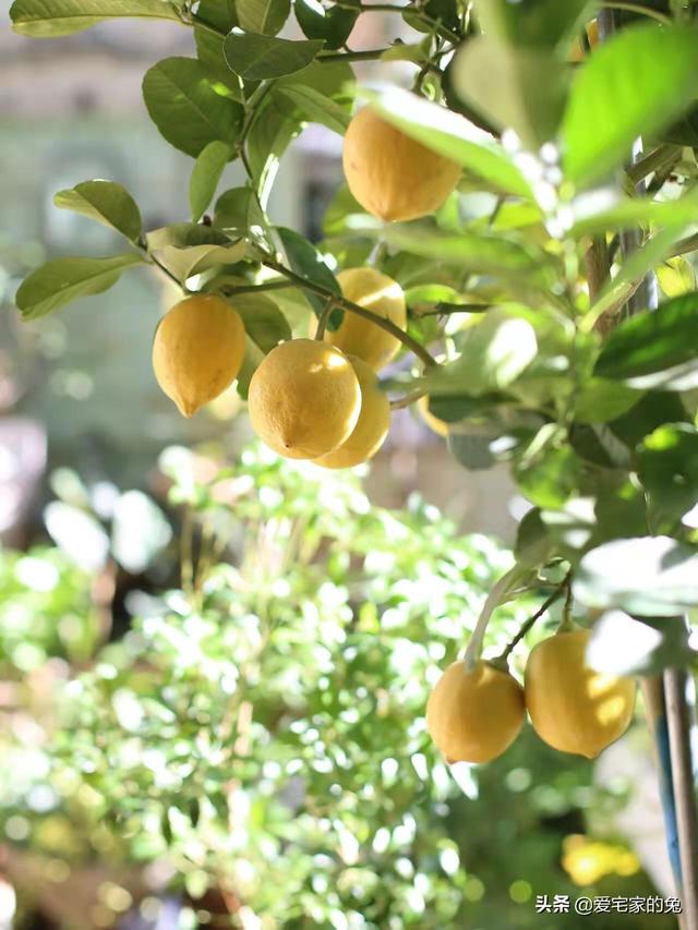 檸檬樹客廳大盆栽（用檸檬樹當軟裝也太絕了）9