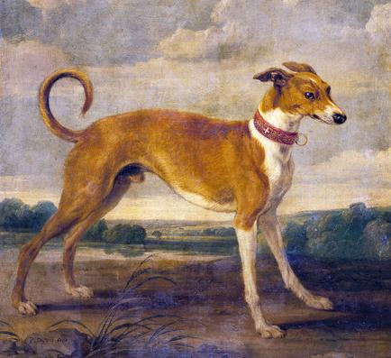古代最早的寵物狗（古羅馬的狗有多幸福）(6)