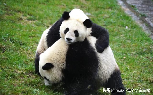大熊貓詳解（每天認識一隻大熊貓）(11)