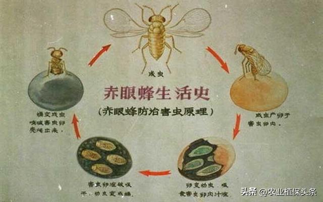 害蟲生物防治原理和方法（植保基礎知識第二章）(2)
